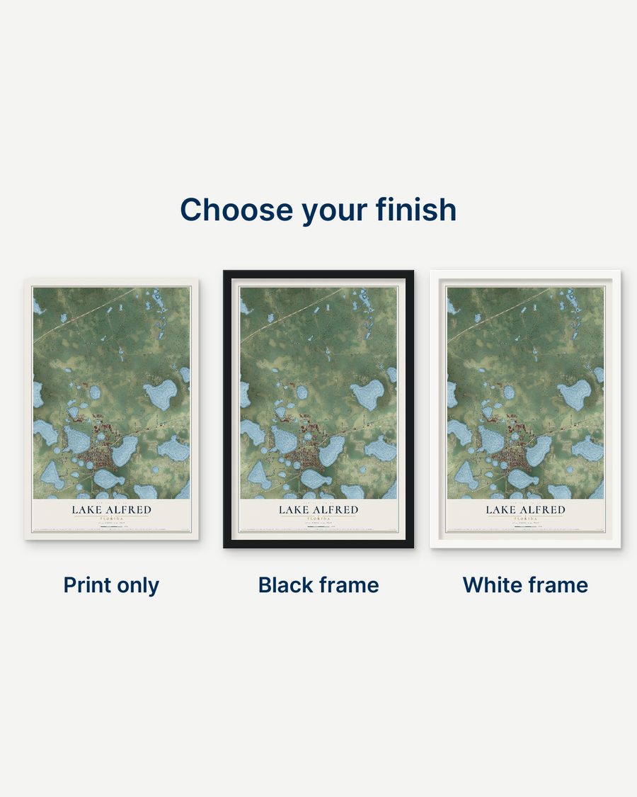 The Lake Alfred, Florida map as a print only, in a black frame and in a white frame