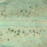 Second close-up of the map of Wamic, Oregon print showing more streets and buildings