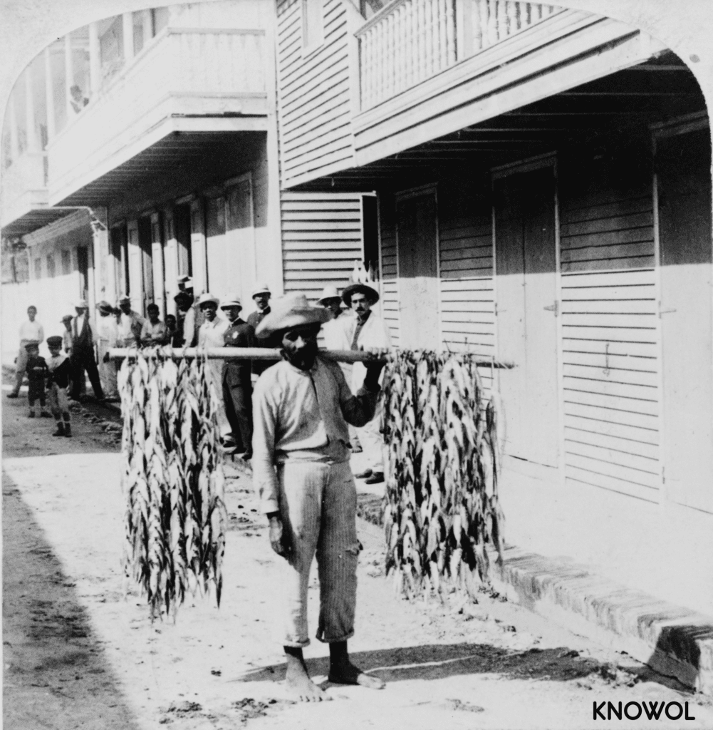 This picture shows a Puerto Rican fisherman carrying long strings of fish on a pole.