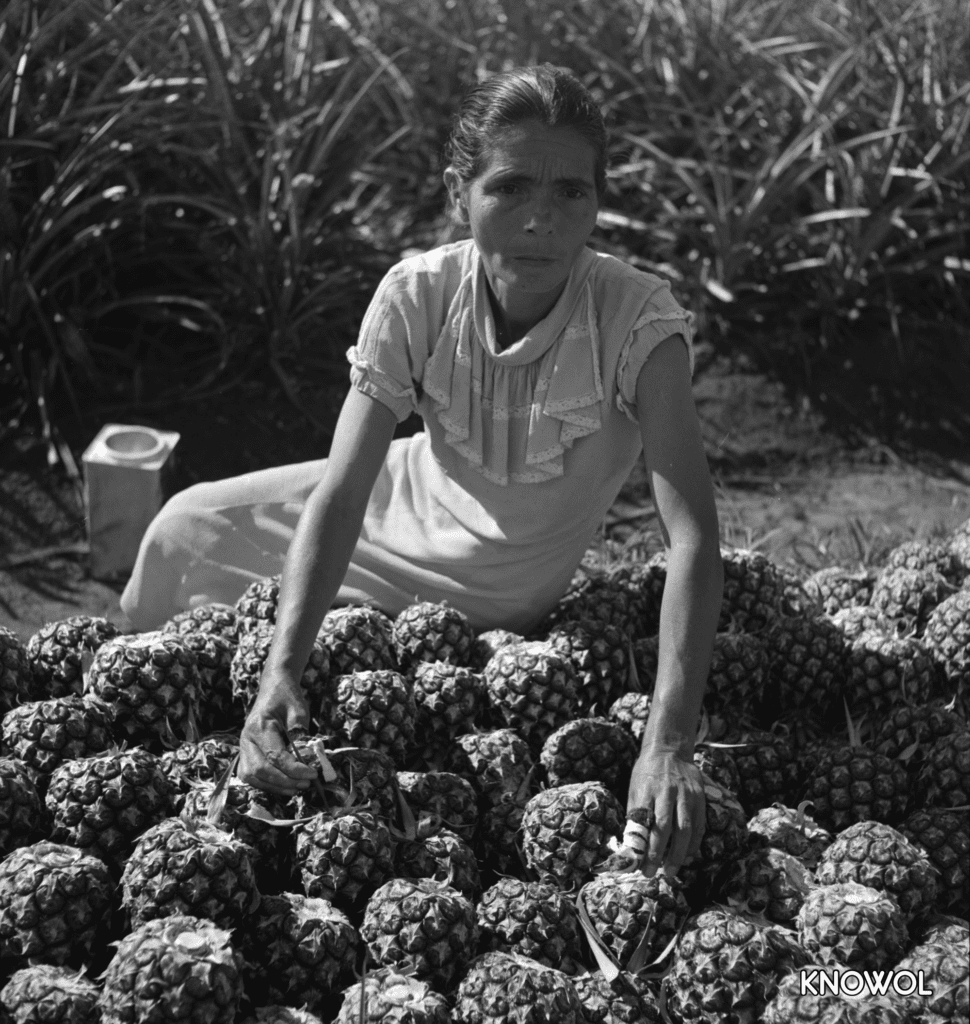 Woman working on a pineapple plantation in Manati, Puerto Rico.