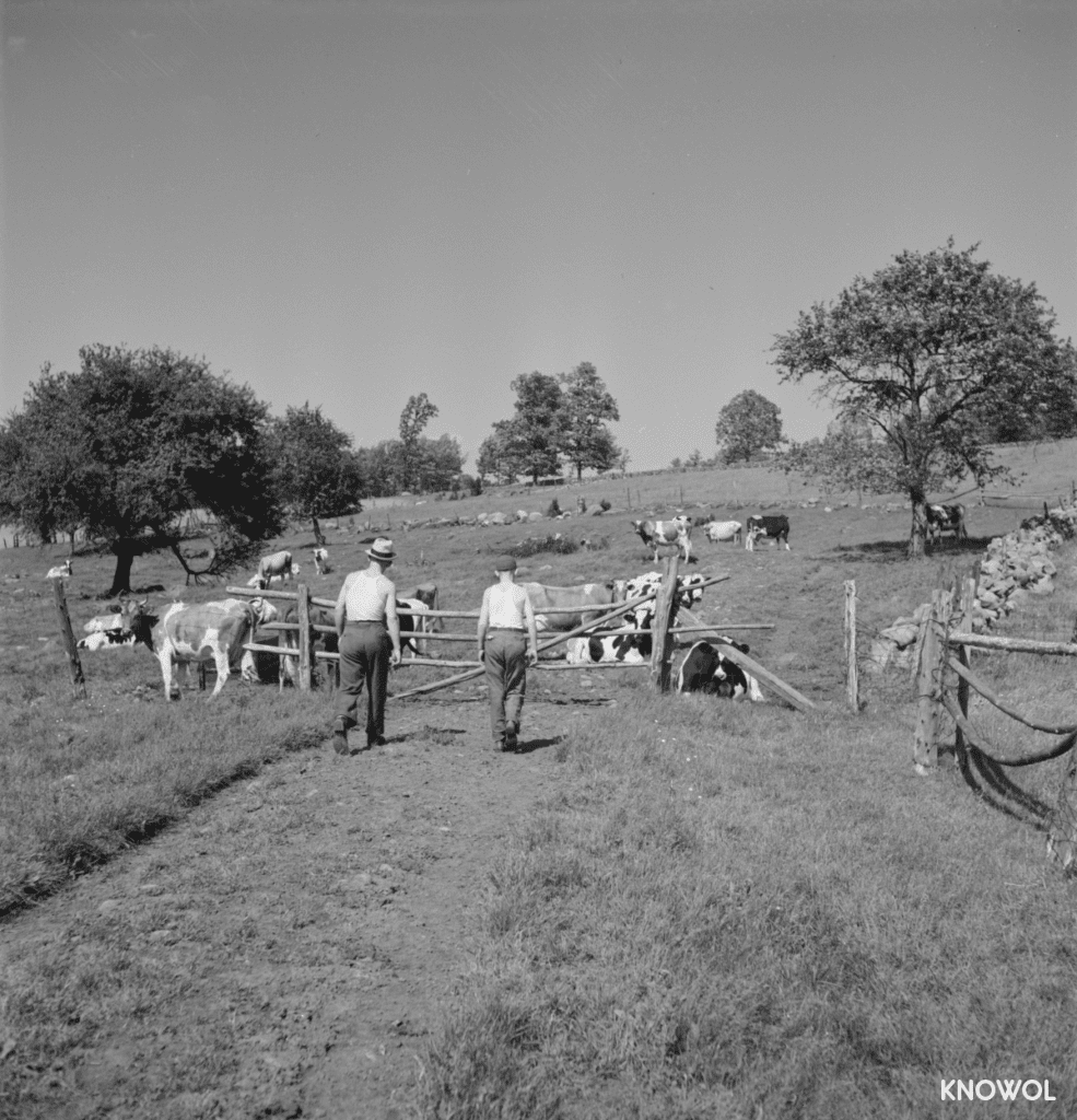 Two young men walking to tend to their cows at a farm in Southington, CT.