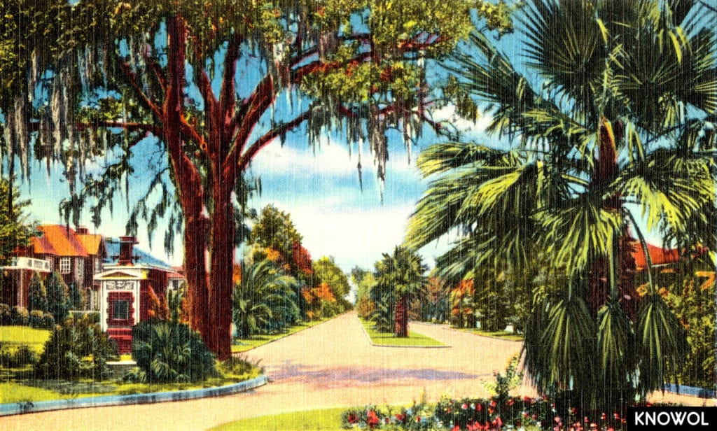 A palm lined street in a Houston neighborhood.