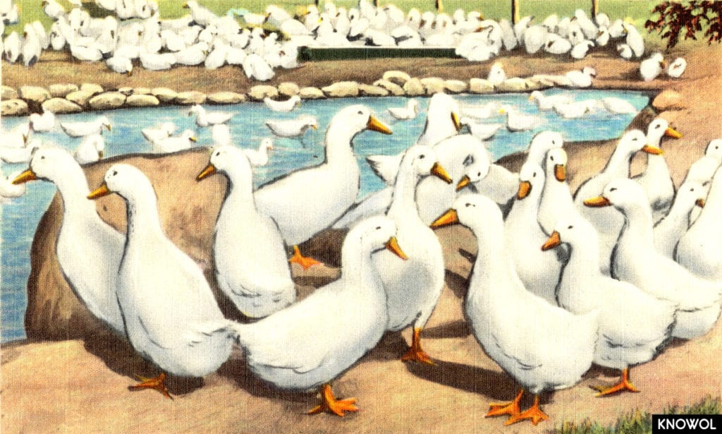 A typical Long Island duck farm, Long Island, N. Y.