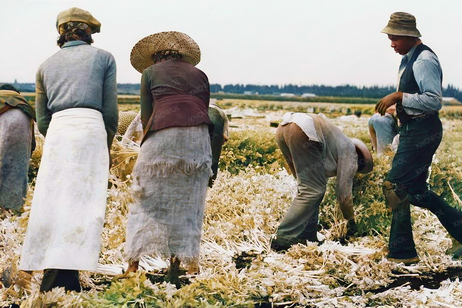 Belle Glade, Florida: Migratory laborers cut celery, January 1941