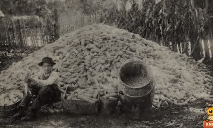In 1910, 15-Year-Old Jerry Moore of Winona, South Carolina, Grew 228 Bushels of Corn on One Acre