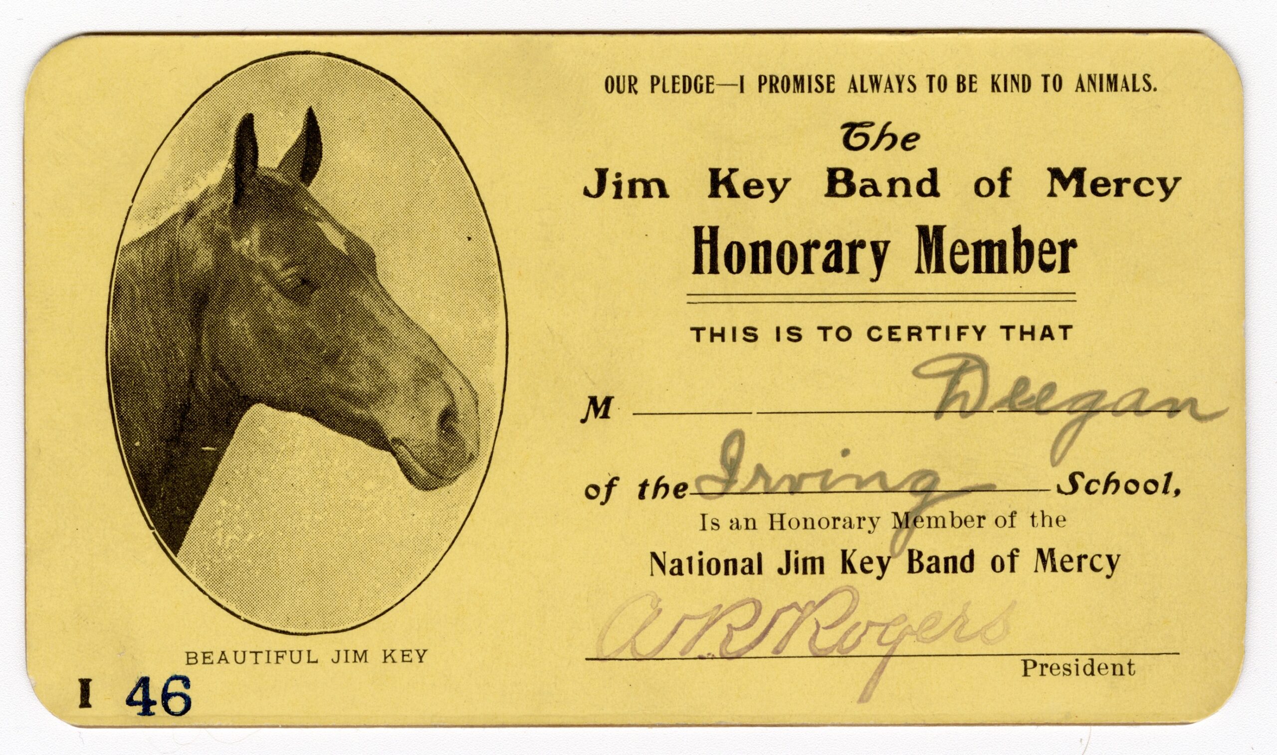 Yellow Jim Key Band of Mercy honorary member card with an oval picture of the horse, made out to Deegan of the Irving School and signed A. R. Rogers