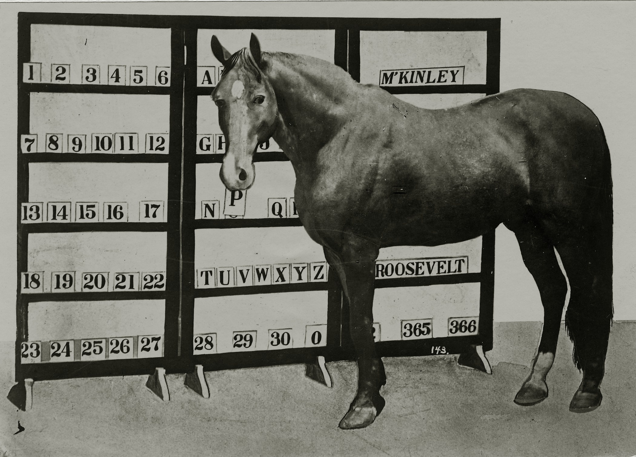 Jim Key, a bay horse with a white star, standing beside a rack of number and letter cards that includes the names McKinley and Roosevelt, 1904