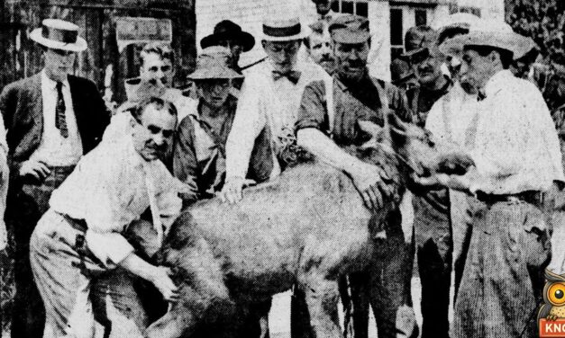 In 1901, a Princeton, Maine, Guide Told the State to Come Get Its Moose