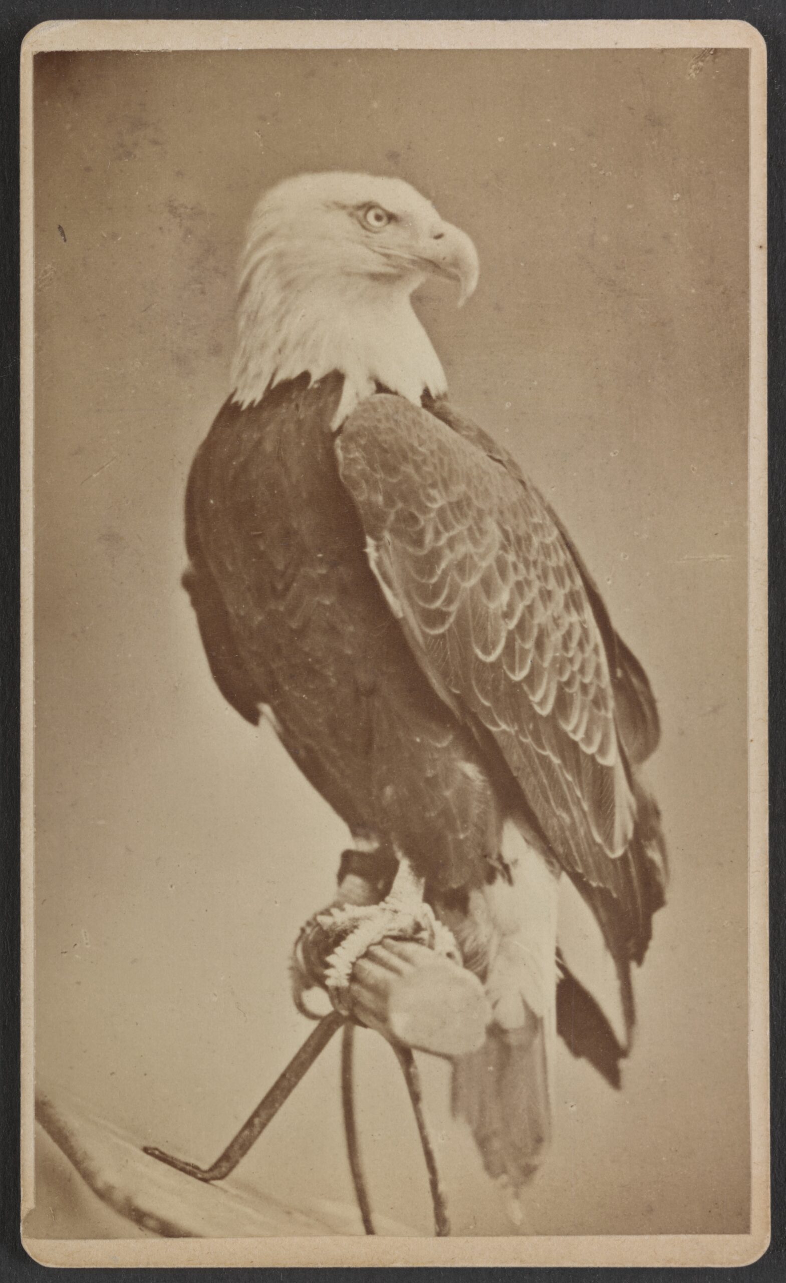 1876 photograph of Old Abe, a bald eagle with a white head, standing on a perch with a cord around one leg