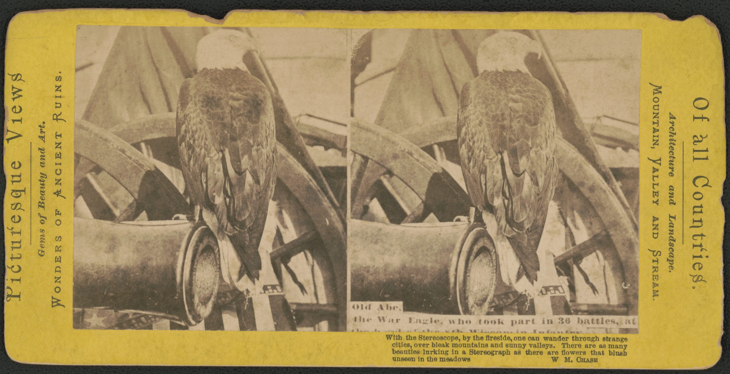 Old stereograph card with two views of the eagle Old Abe perched on a cannon in front of a flag, captioned the War Eagle, who took part in 36 battles