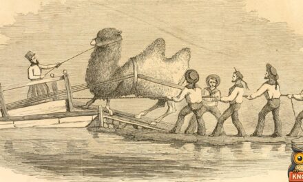 In the 1880s, Arizona Feared a Red Camel Carrying a Dead Man